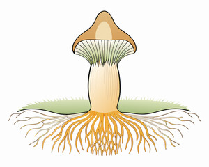 Illustration of a mushroom with visible root system and gills © bashanti
