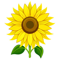 Bright yellow sunflower with green leaves on white background