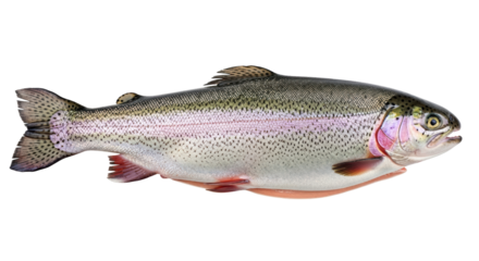 Isolated rainbow trout with vibrant iridescent colors and visible scales, fresh catch