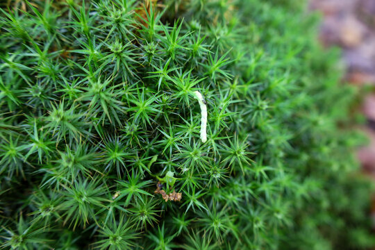 A slender light-green caterpillar crawls on dense, green moss, which creates a striking natural background. The macro photograph captures the details of the insect and vegetation, highlighting the bea
