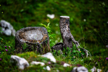 2024 07 14 Asiago pine trunk 15