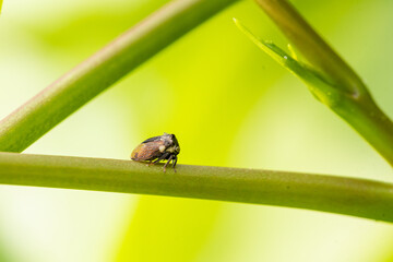 A small insect clings to a branch.