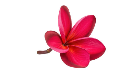 Isolated Red Plumeria Flower Blooming Fresh in Springtime for Beautiful Wedding Arrangement