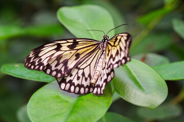 Idea leuconoe, Paper Kite butterfly, Rice Paper butterfly or Large Tree Nymph, sitting on green leaf in garden background. Butterfly with black and white wings, habitat south east asia close up, macro