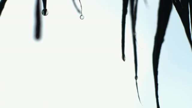 Water drips in slow motion from sharp thatch points in minimalist white scene