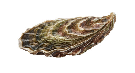 Isolated Pacific oyster on a plain backdrop offers a natural view of the sea life creation