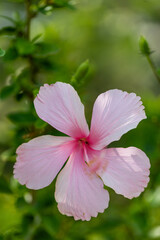 Pink flowers on the tree