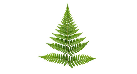 Isolated fern frond, green fern leaf, lush plant foliage, tropical, exotic, botanical, nature