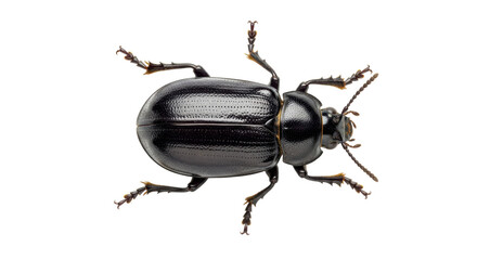 Isolated dark beetle macro close up studio shot with detailed legs, insect, arthropod anatomy