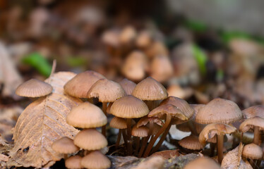 A large cluster of small, brown-capped mushrooms has grown on the forest floor, covered in fallen leaves. This macro photograph shows the delicate shapes and details of the mushrooms, creating a sense