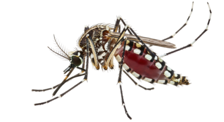 Isolated Aedes Aegypti mosquito, dangerous insect carrying dengue fever, Zika virus