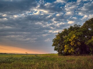 Serene landscape with vibrant field and dramatic sky.