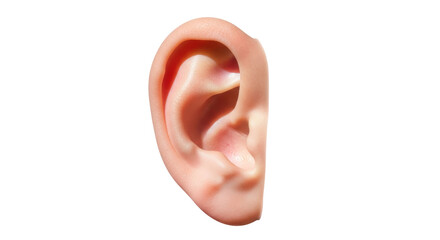 Isolated human ear close-up anatomy detailed, part of head for hearing or listening