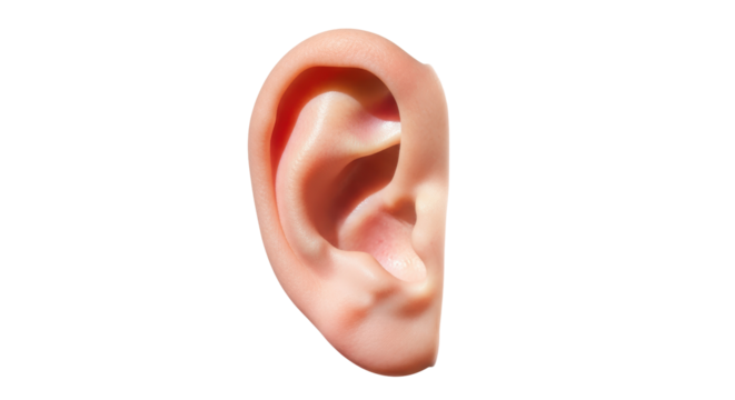 Isolated human ear close-up anatomy detailed, part of head for hearing or listening