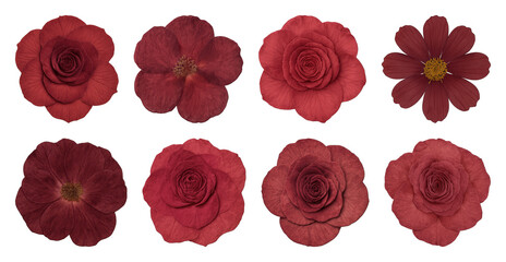 Vibrant red flowers collection.