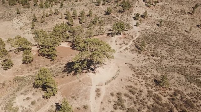 Top view of Cassandra, a protected centenary tree in Gran Canaria, near Ni&ntilde;as Dam