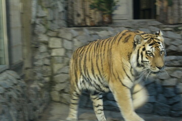 Striped orange and black tiger in the zoo behind glass. Dangerous predators