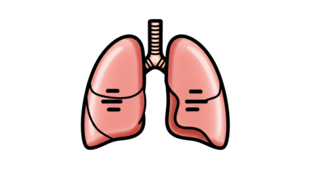 Isolated human lungs, anatomy illustration for respiratory system and internal organs