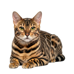 Bengal cat lying down isolated on transparent background