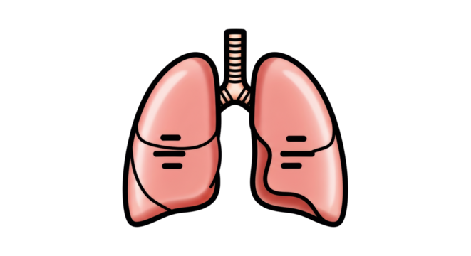 Isolated human lungs, anatomy illustration for respiratory system and internal organs