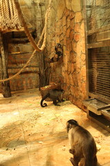 Small monkeys of the capuchin breed run and frolic in the enclosure. Monkeys in the zoo
