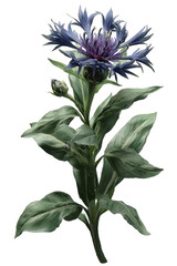 Dark Purple Flower With Glittery Green Leaves Against Black Background