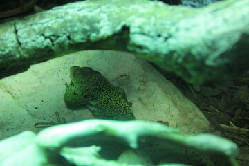 A green spotted lizard hides among the rocks. Lizard in the zoo