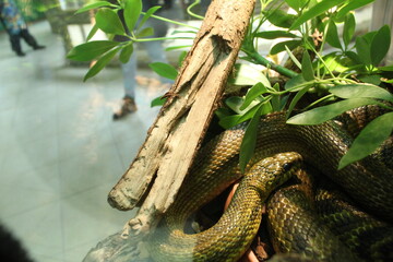 Elaphe carinata crawls on a tree among the leaves