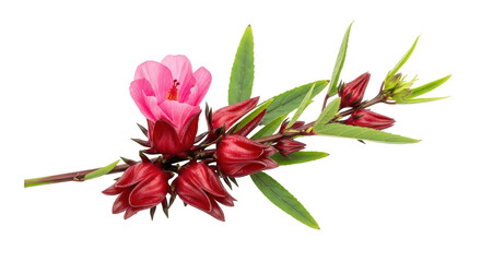 Isolated Roselle flower with red calyces and green leaves, a tropical hibiscus plant with edible...