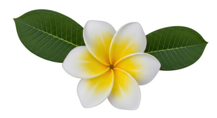 Isolated plumeria flower with leaves, a tropical Hawaiian blossom for leis and perfumes