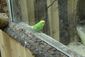 Melopsittacus undulatus, a parrot of light green color, sits behind the glass in the zoo. Keeping birds