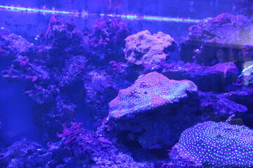 MosCorals in blue water close-up. Corals in the Oceanarum Zoo