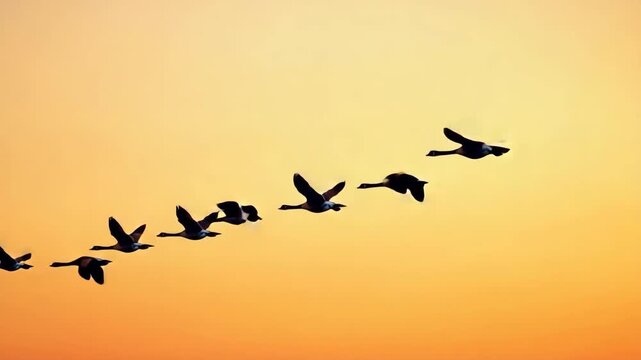 Birds in formation flying against a vibrant sunset backdrop with a slow pan and zoom effect