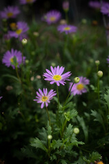 Obraz premium Many beautiful puple daisies in garden