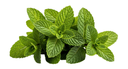Isolated mint leaves cluster close-up, fresh green herb plant with a strong aromatic scent