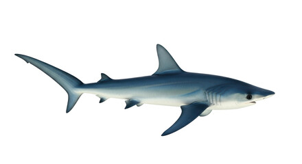 Isolated shark swimming gracefully through the ocean depths, a predator of the deep blue sea