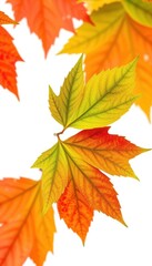 Fototapeta premium Unusually green maple leaf, crisp detail, isolated on white, color, white background, botany