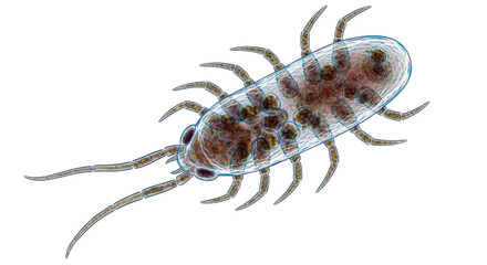 Isolated microscopic crustacean with a translucent body, multiple legs, and brown structures
