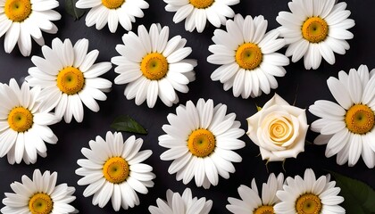 Daisies and a rose on dark background