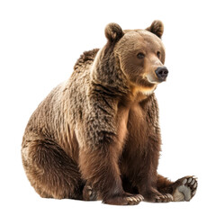 Obraz premium Majestic brown bear sitting upright outdoors