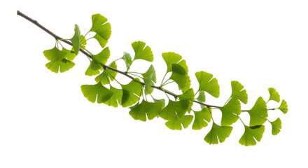Isolated Ginkgo branch shows off its fan-shaped leaves as it grows and photosynthesizes brightly