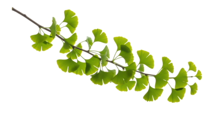 Isolated Ginkgo branch shows off its fan-shaped leaves as it grows and photosynthesizes brightly