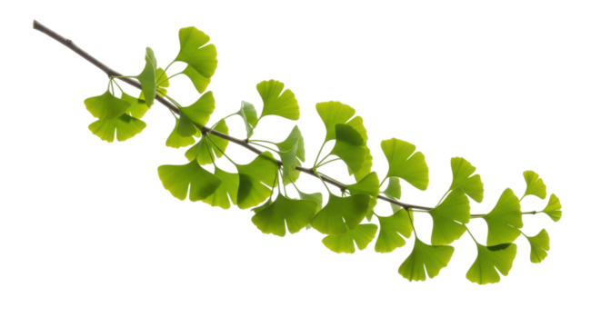Isolated Ginkgo branch shows off its fan-shaped leaves as it grows and photosynthesizes brightly