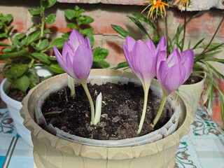 Trio of Purple Colchicum Flowers in a Pot