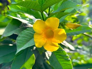 A vibrant yellow allamanda blooms among lush green leaves shining brightly in sunlight