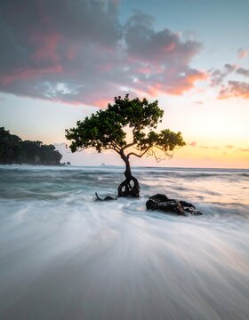 Solitary tree on a beach at sunrise