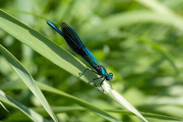 Dragonfly on grass