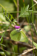 Yellow butterfly on pink flower