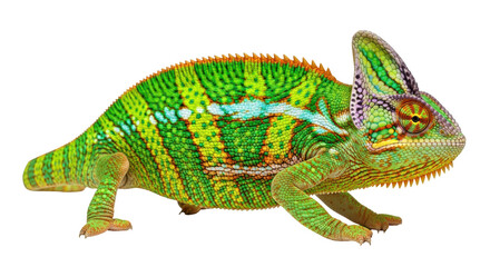 Isolated Chameleon on No Background Looks to the Right With Colorful Patterning