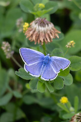 Blue butterfly